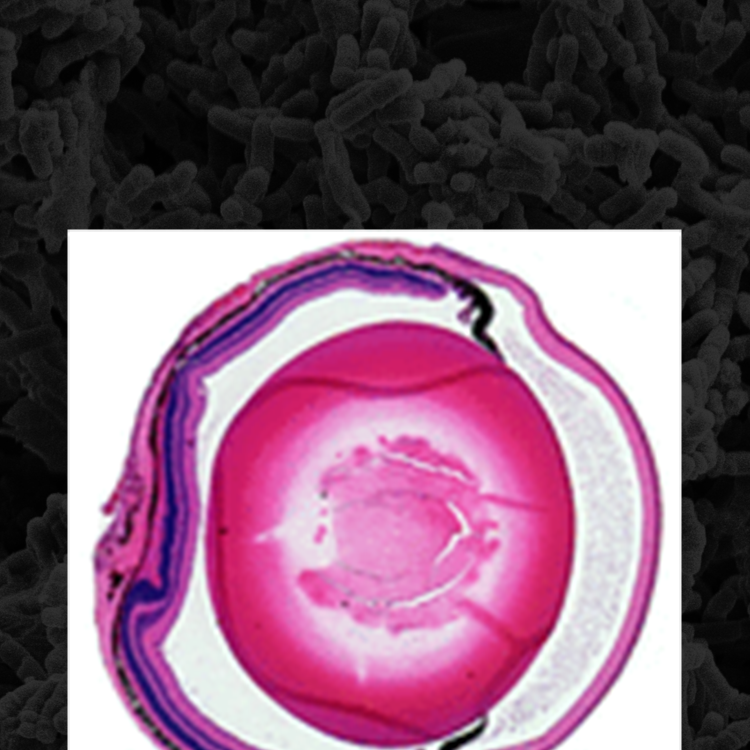 Publication Cover